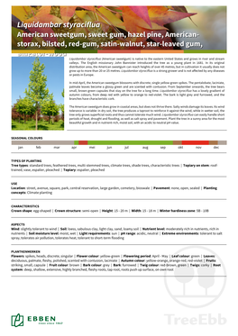 Liquidambar Styraciflua