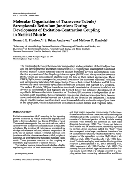 Molecular Organization of Transverse Tubule/ Sarcoplasmic Reticulum Junctions During Development of Excitation-Contraction Coupling in Skeletal Muscle Bernard E