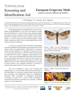 Tortricidae Screening and European Grapevine Moth Lobesia Botrana (Denis & Schiff.) Identification Aid
