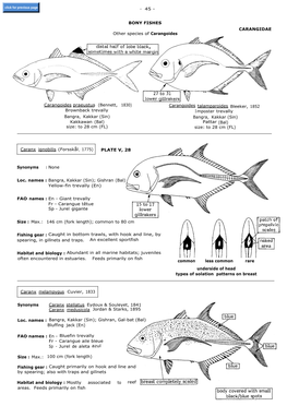 Brownback Trevally Bangra, Kakkar