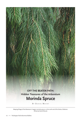 Morinda Spruce