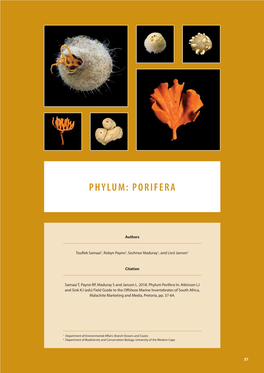 Phylum: Porifera