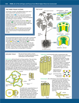 The Three Tissue Systems the Plant Ground Tissue 1404