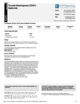 Pyruvate Dehydrogenase (C54G1) Rabbit Mab Detects Endogenous Levels of Total Pyruvate Dehydrogenase Α1 Subunit