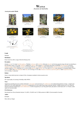 Acacia Pterocaulon Maslin