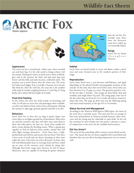 Arctic Fox Than the Red Fox