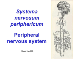 Spinal Nerves