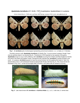 Apatelodes Torrefacta (J.E. Smith, 1797) (Lepidoptera: Apatelodidae