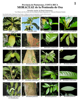 MORACEAE De La Península De Osa