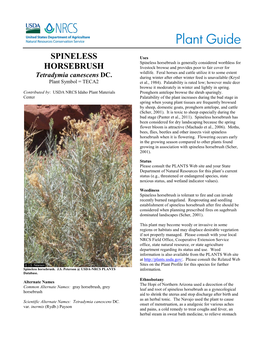 Plant Guide for Spineless Horsebrush Tetradymia Canescens