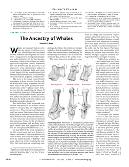 The Ancestry of Whales Fossils