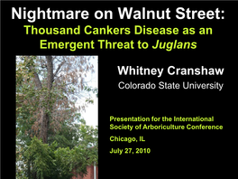 The Walnut Twig Beetle and Its Association with 1000 Cankers