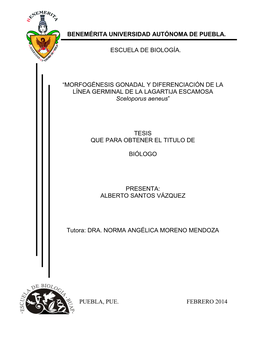 MORFOGÉNESIS GONADAL Y DIFERENCIACIÓN DE LA LÍNEA GERMINAL DE LA LAGARTIJA ESCAMOSA Sceloporus Aeneus”