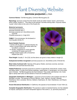 Ipomoea Purpurea (L.) Roth