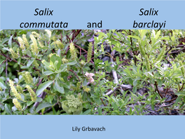 Salix Salix Commutata and Barclayi