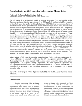 Phosphodiesterase 6Β Expression in Developing Mouse Retina