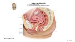 Female Reproductive • Id Structures & Functions • List 5 Functions of the Female Reproductive System