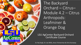 Module 4.2 – Citrus Arthropods: Leafminer & Orange