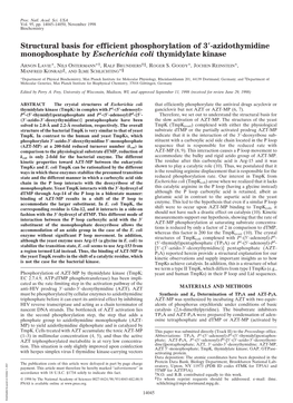 Azidothymidine Monophosphate by Escherichia Coli Thymidylate Kinase