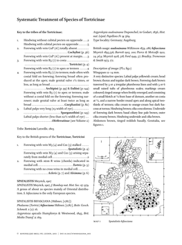 Systematic Treatment of Species of Tortricinae