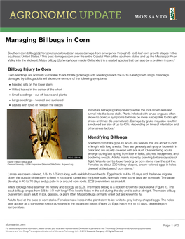 Billbug Management in Corn