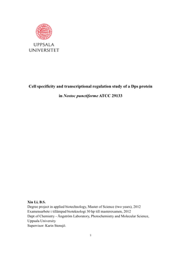 Cell Specificity and Transcriptional Regulation Study of a Dps Protein In