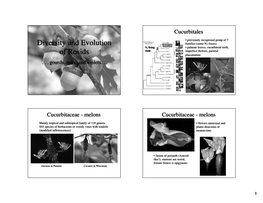 Diversity and Evolution of Rosids