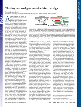 The Tiny Enslaved Genome of a Rhizarian Alga