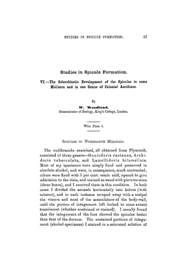 Studies in Spicule Formation. VI.—The Scleroblastic Development Of