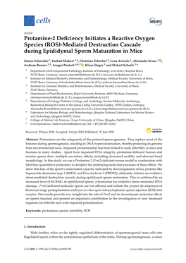 ROS)-Mediated Destruction Cascade During Epididymal Sperm Maturation in Mice