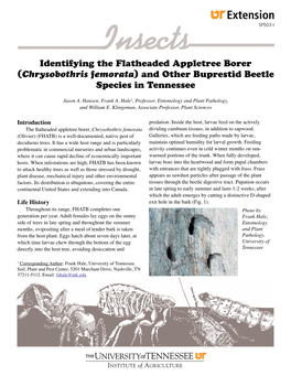 Identifying the Flatheaded Appletree Borer (Chrysobothris Femorata) and Other Buprestid Beetle Species in Tennessee