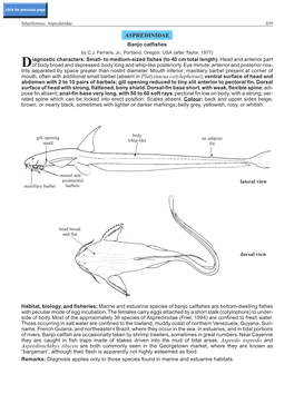 Aspredinidae 859