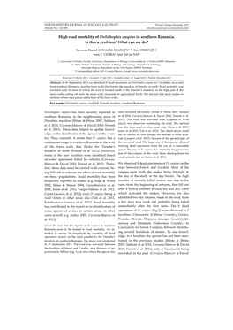 High Road Mortality of Dolichophis Caspius in Southern Romania. Is This a Problem? What Can We Do?