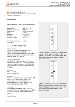 SNF1LK Antibody (C-Term) Purified Rabbit Polyclonal Antibody (Pab) Catalog # Ap8099b