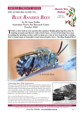 The Aussie Bee Guide to Blue Banded Bees
