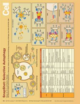 Snapshot: Selective Autophagy Snapshot: Selective Meiyan Jin, Xu Liu, and Daniel J