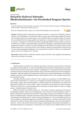 Halophila Balfourii Solereder (Hydrocharitaceae)—An Overlooked Seagrass Species