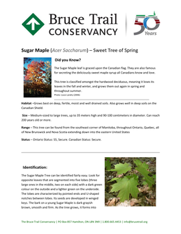 Sugar Maple (Acer Saccharum) – Sweet Tree of Spring