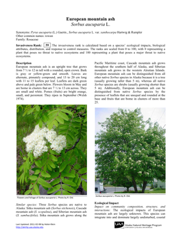 European Mountain Ash Sorbus Aucuparia L