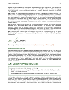 Oxidative Phosphorylation