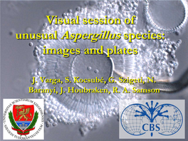 Unusual Aspergillus Species: Images and Plates