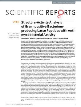 Structure-Activity Analysis of Gram-Positive Bacterium-Producing Lasso Peptides with Anti-Mycobacterial Activity