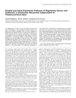 Graded and Areal Expression Patterns of Regulatory Genes and Cadherins in Embryonic Neocortex Independent of Thalamocortical Input