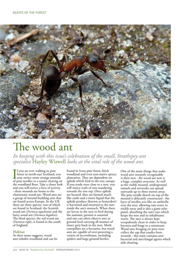 The Wood Ant in Keeping with This Issue’S Celebration of the Small, Strathspey Ant Specialist Hayley Wiswell Looks at the Vital Role of the Wood Ant