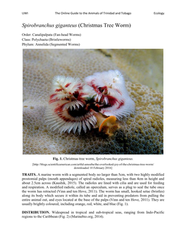 Spirobranchus Giganteus (Christmas Tree Worm)