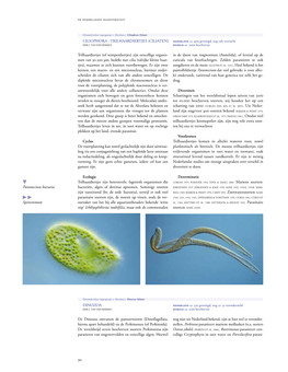 90 Paramecium Bursaria Spirostomum in De Darm Van Ringwormen