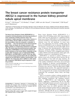 The Breast Cancer Resistance Protein Transporter ABCG2 Is Expressed In