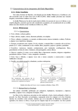 2.2. Características De Los Integrantes Del Clado Magnoliides