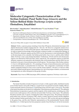 Molecular Cytogenetic Characterization of the Sicilian Endemic Pond Turtle Emys Trinacris and the Yellow-Bellied Slider Trachemy