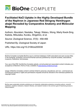 Facilitated Nacl Uptake in the Highly Developed Bundle of the Nephron in Japanese Red Stingray Hemitrygon Akajei Revealed by Comparative Anatomy and Molecular Mapping